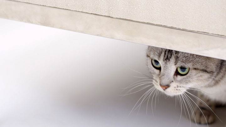 Cat Hiding Under The Table